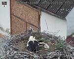 Capi_Dubne_20250516_063503.jpg