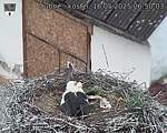 Capi_Dubne_20250516_065003.jpg