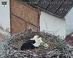 Capi_Dubne_20250516_075004.jpg