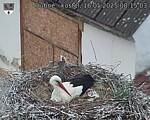 Capi_Dubne_20250516_081503.jpg