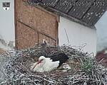 Capi_Dubne_20250516_083502.jpg