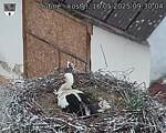 Capi_Dubne_20250516_093004.jpg
