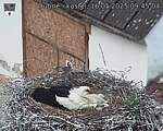 Capi_Dubne_20250516_094504.jpg