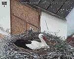 Capi_Dubne_20250516_103002.jpg
