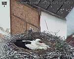 Capi_Dubne_20250516_104003.jpg