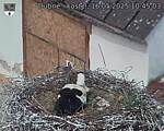 Capi_Dubne_20250516_104503.jpg