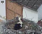 Capi_Dubne_20250516_105502.jpg