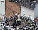 Capi_Dubne_20250516_110003.jpg
