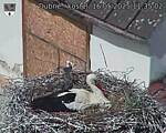 Capi_Dubne_20250516_113502.jpg