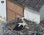 Capi_Dubne_20250516_121003.jpg