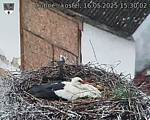 Capi_Dubne_20250516_153002.jpg