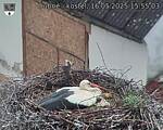 Capi_Dubne_20250516_155503.jpg