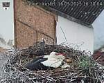 Capi_Dubne_20250516_163004.jpg