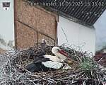 Capi_Dubne_20250516_163502.jpg