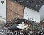 Capi_Dubne_20250516_173002.jpg