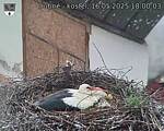 Capi_Dubne_20250516_180004.jpg