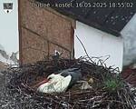Capi_Dubne_20250516_185502.jpg