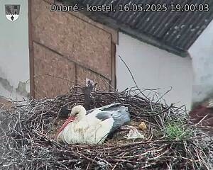 Capi_Dubne_20250516_190003.jpg (1350 x 1080)