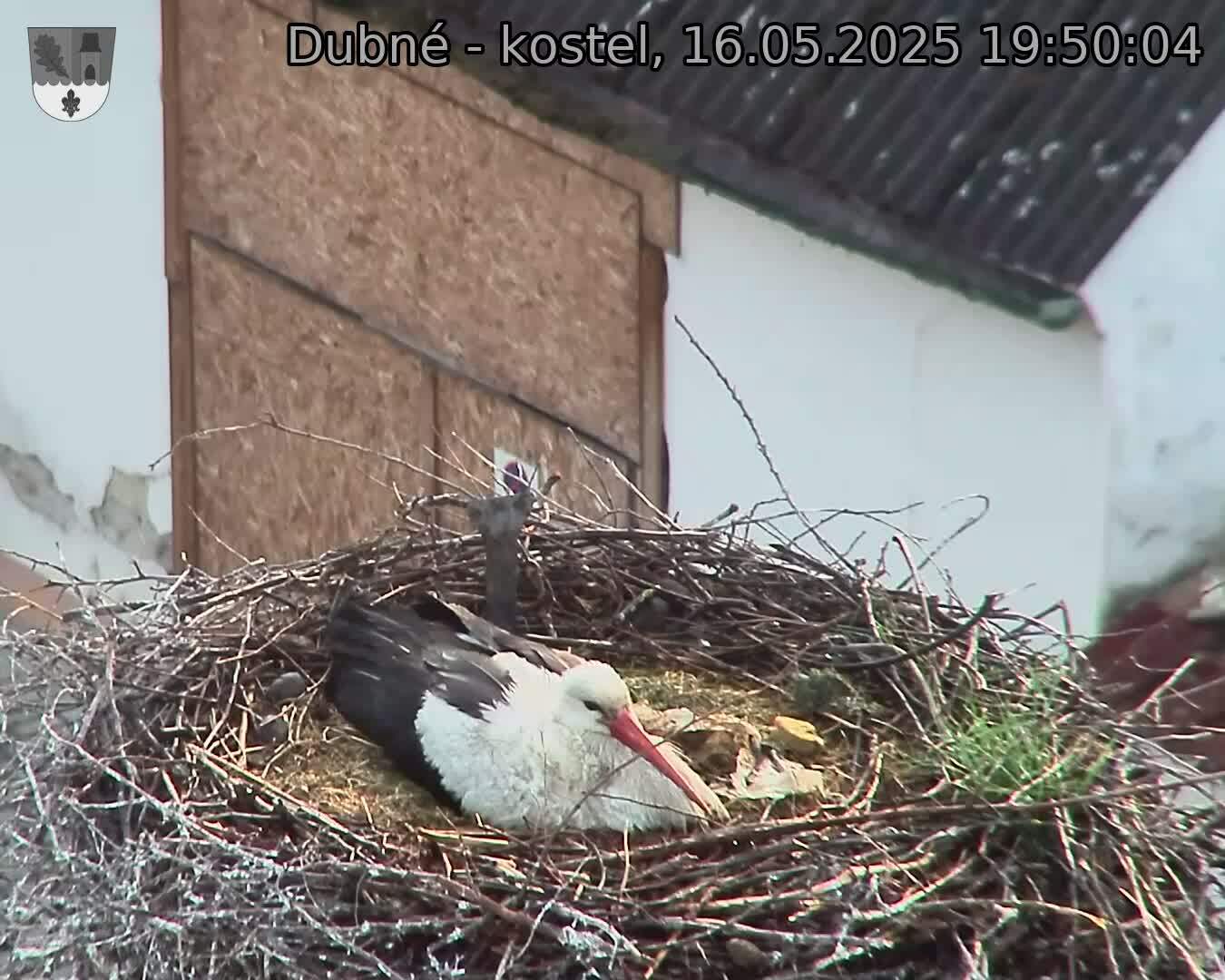 Capi_Dubne_20250516_195004.jpg (1350 x 1080)