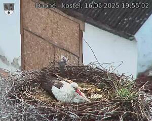 Capi_Dubne_20250516_195502.jpg (1350 x 1080)