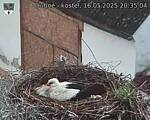 Capi_Dubne_20250516_203504.jpg