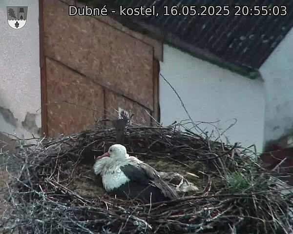 Capi_Dubne_20250516_205503.jpg (1350 x 1080)