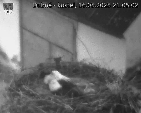 Capi_Dubne_20250516_210502.jpg (1350 x 1080)