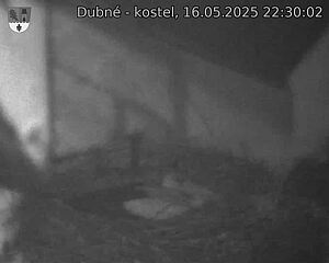 Capi_Dubne_20250516_223002.jpg (1350 x 1080)