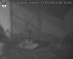 Capi_Dubne_20250517_003002.jpg