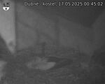 Capi_Dubne_20250517_004502.jpg