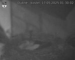 Capi_Dubne_20250517_013002.jpg