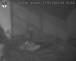 Capi_Dubne_20250517_013502.jpg