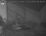 Capi_Dubne_20250517_042003.jpg