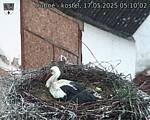 Capi_Dubne_20250517_051002.jpg