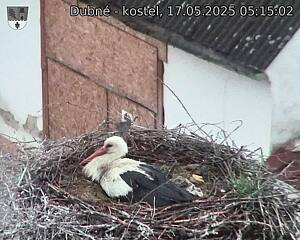 Capi_Dubne_20250517_051502.jpg (1350 x 1080)