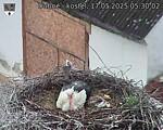 Capi_Dubne_20250517_053002.jpg