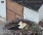 Capi_Dubne_20250517_062503.jpg