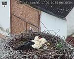 Capi_Dubne_20250517_063004.jpg