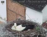 Capi_Dubne_20250517_065504.jpg