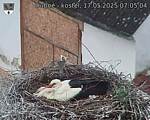 Capi_Dubne_20250517_070504.jpg