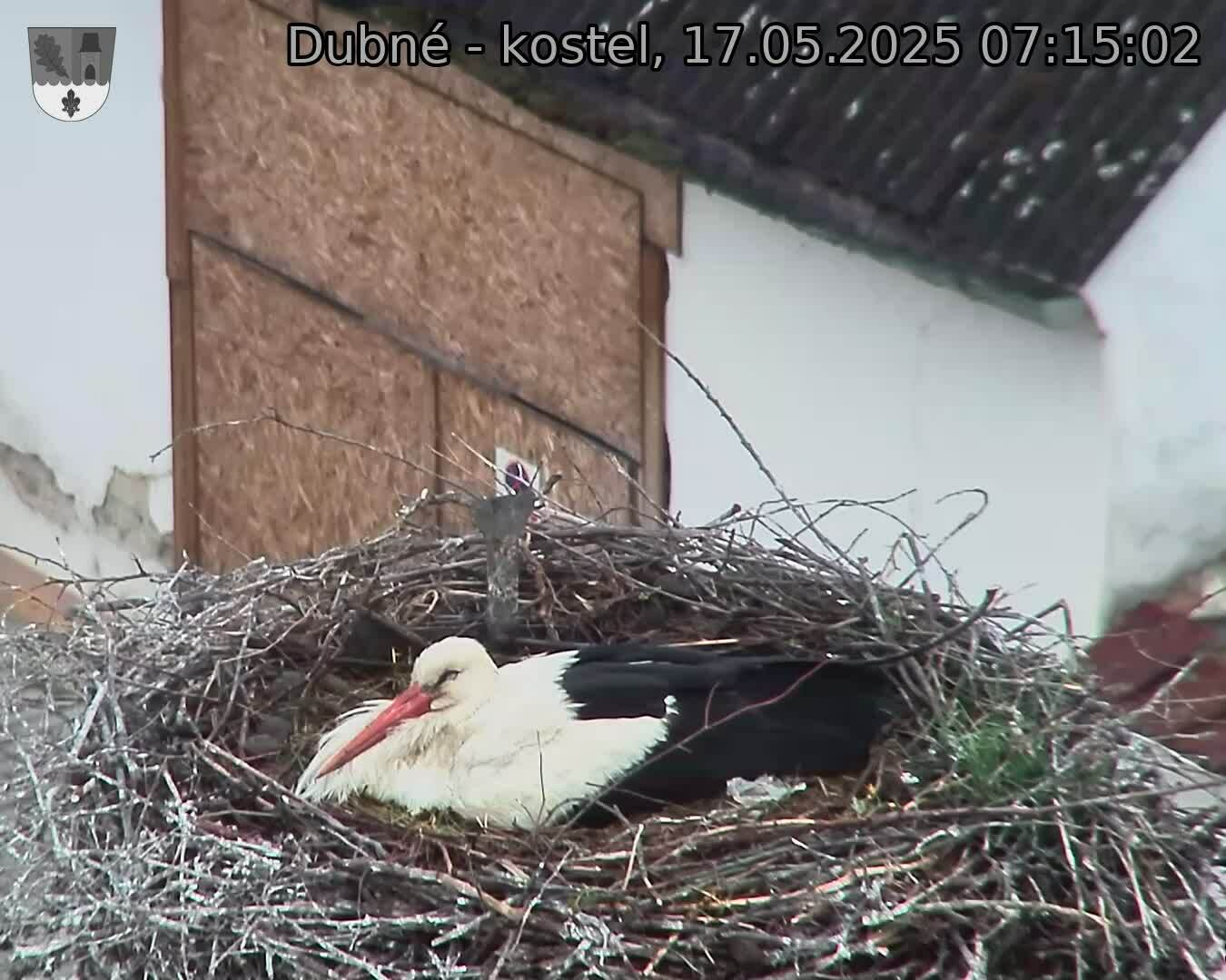 Capi_Dubne_20250517_071502.jpg (1350 x 1080)