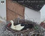 Capi_Dubne_20250517_073503.jpg