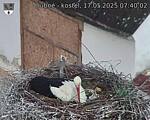 Capi_Dubne_20250517_074002.jpg