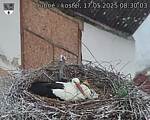Capi_Dubne_20250517_083003.jpg