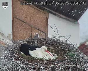 Capi_Dubne_20250517_084502.jpg (1350 x 1080)