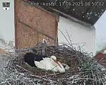 Capi_Dubne_20250517_085002.jpg