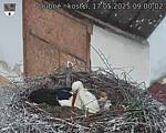 Capi_Dubne_20250517_090002.jpg