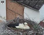 Capi_Dubne_20250517_091004.jpg
