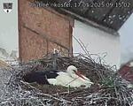 Capi_Dubne_20250517_091502.jpg
