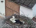 Capi_Dubne_20250517_095002.jpg